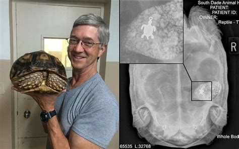 X Ray Reveals Turtle Pendant Inside Tortoise