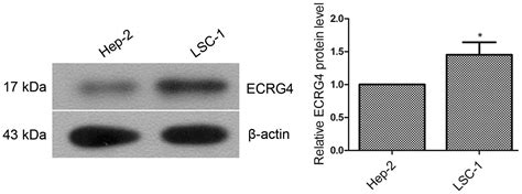 A Preliminary Study Of The Effect Of Ecrg Overexpression On The