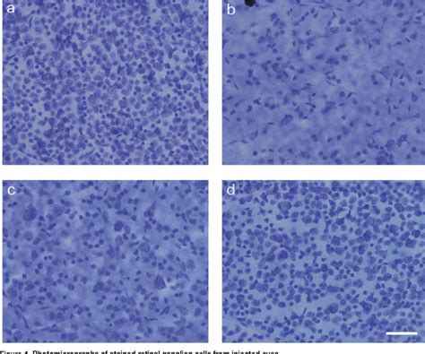 Figure 1 From Neuroprotection Of Retinal Ganglion Cells In Vivo Using