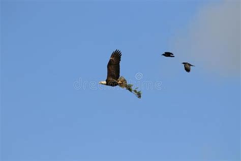 Two Birds Are Flying In The Blue Sky Royalty Image Free Stock Photos