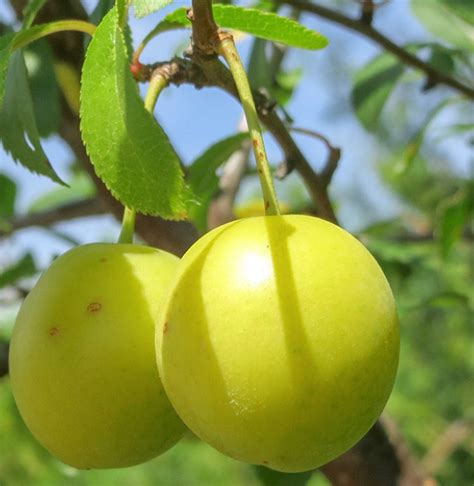 Buy Cherry Or Myrobalan Plum Tree Prunus Cerasifera Online