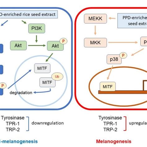 Schematic Diagram Of The Activation Of P Erk 12 P Akt And P P38 On Download Scientific