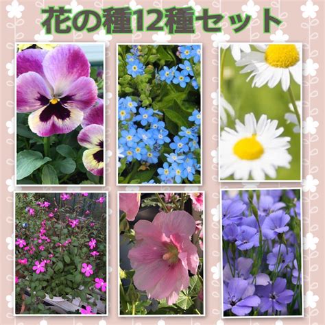 【種増量中】秋まき花の種12種セット メルカリ