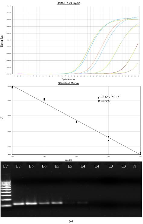 Amplification Plots And Standard Curves Of Multiplex One Step QRT PCR