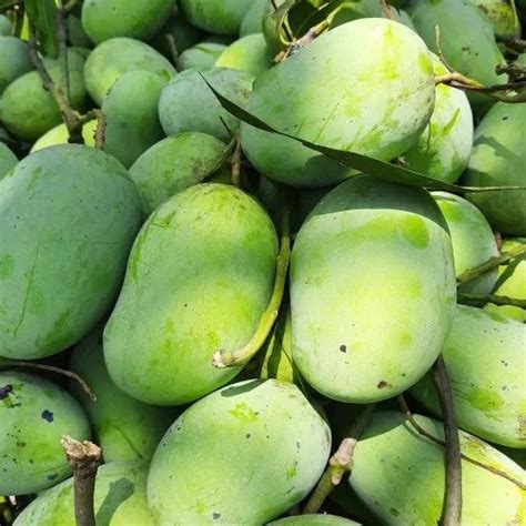 Top 12 Most Famous Varieties Of Indian Mangoes