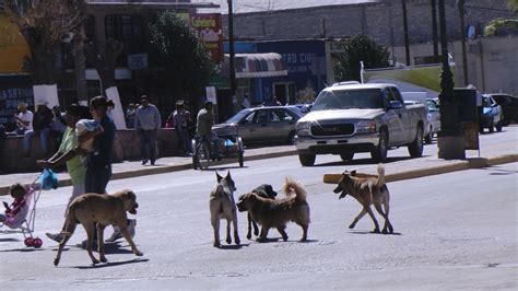 México El País Con Más Perros Callejeros En América Latina Aumenta 20