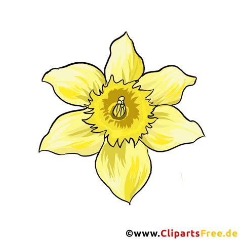 Clipart de flor de narciso extraído de una foto gratis