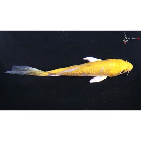 Imported Doitsu Yamabuki Ogon Butterfly Koi Koi Fish For Sale