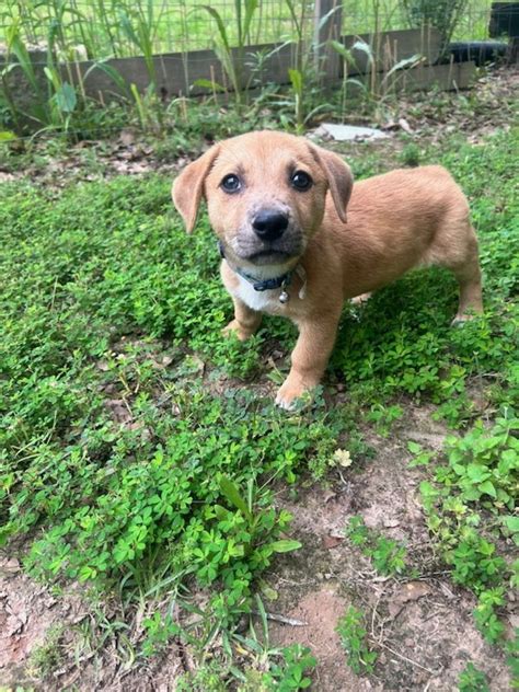 Dog For Adoption Milo M Trio A Labrador Retriever In Torrington