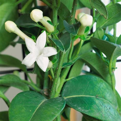 16 Fragrant Indoor Plants To Fill Your Home With Natural Scents Fragrant Plant Best Smelling