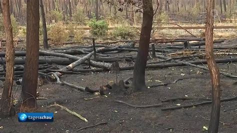 Video Waldbrände in Brandenburg nach Regenfällen nun weitgehend unter