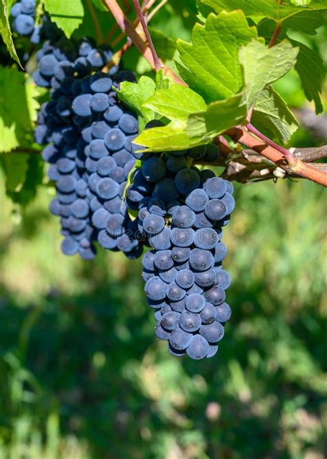 Vinhas Verdes Situadas Nos Montes Da Região Francesa De Jura Uvas