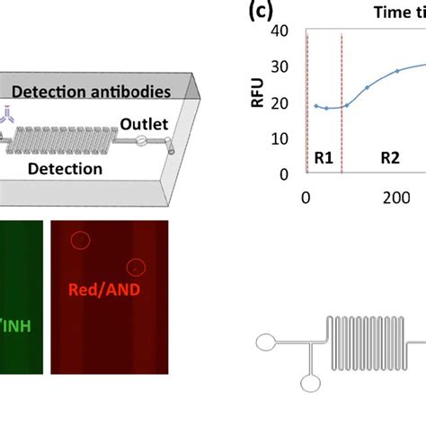 Schematic Illustration Of The A Anti Tnf α Antibody And B Anti Tnf α Download Scientific