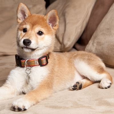 Le Shiba Inu caractère éducation et prix