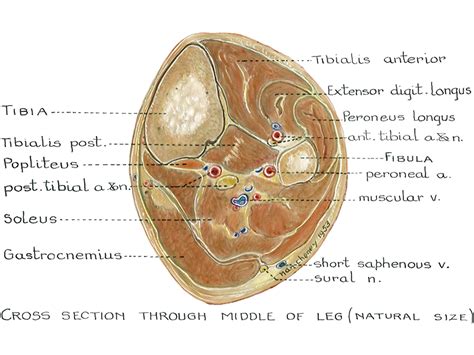 U Br Columbia Drawing Cross Section Through Middle Of Leg English