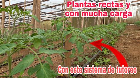 El mejor tutoreo para tus plantas de TOMATE súper práctico YouTube