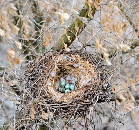 Build A Crow S Nest American Crow Crow Plant Fibres