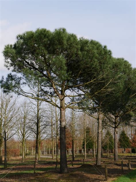 Pinus Pinea Umbrella Pine Stone Pine Van Den Berk Nurseries