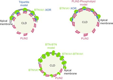 Mechanisms Of Milk Lipid Secretion Three Conceptual Models Of The