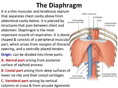 Thoracic Cavity Contents Thorax Unit Lecture