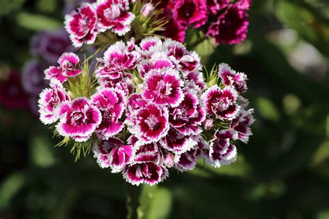 Bartnelke Dianthus Barbatus Blumen Und Natur