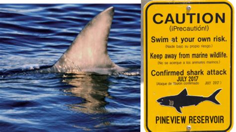 Bull Sharks Illegally Introduced To Pineview Reservoir - The Brine Shrimp