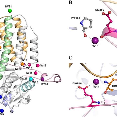 The product (RuBP) binding to the R15Pi mutants. The binding of RuBP ...