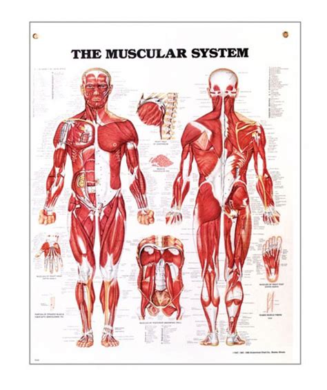 The Muscular System Anatomical Chart Physio Needs