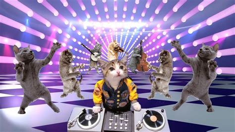 Смешные Танцующие Коты Кошки ДО СЛЁЗ Приколы с котами Cats Dancing ...