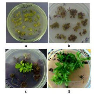 Callus Induction And Plant Regeneration From Leaf Explants Of A