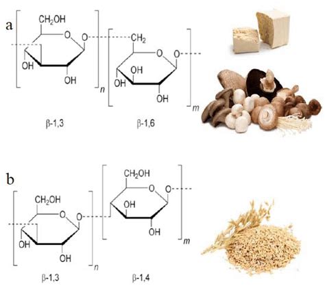 Types Of Glucans A Fungal Glucans B Plant