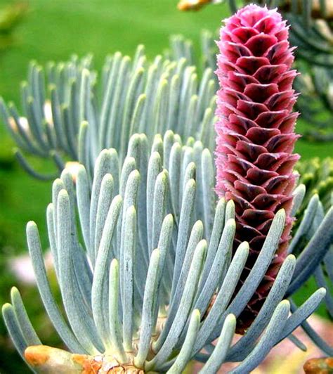 Abies Lasiocarpa Glauca Arizonica Blue Cork Fir Kigi Nursery