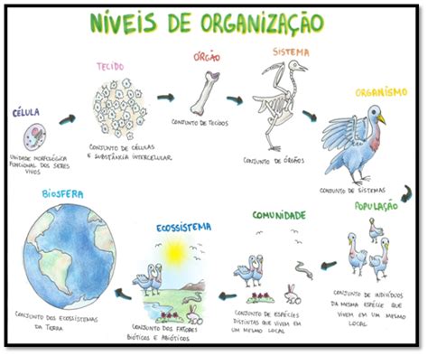 Mapa Mental Niveis De Organiza O Dos Seres Vivos Niveis De