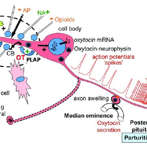 Suprachiasmatic Nucleus Scn Circadian Electrical And Molecular