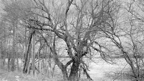 An Old Tree Sylwester Ch Flickr