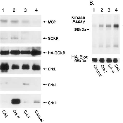 Crk-I and Crk-II coimmunoprecipitate with GCKR. HEK 293T cells were ...