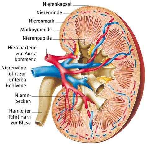 Schaubild Niere Quizlet
