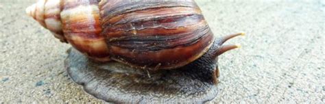 Meet The Giant African Snail Snail Facts And Information