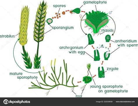 Clubmoss Life Cycle Diagram Life Cycle Lycopodium Running Clubmoss