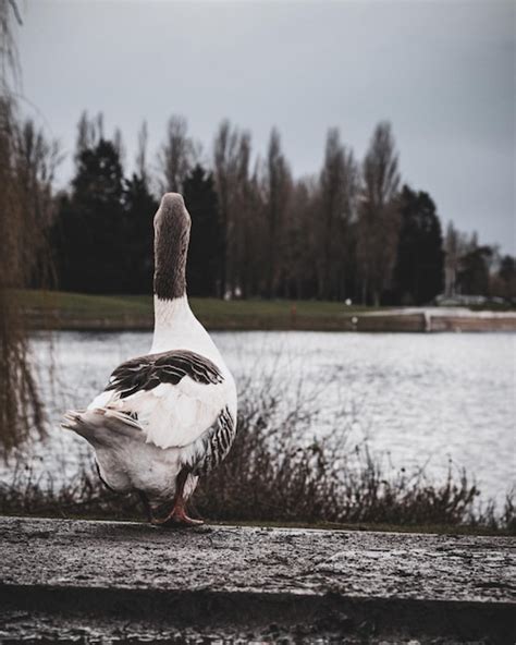 Premium Photo Bird On A Lake