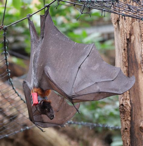 Une Tude Scientifique Men E Sur Les Chauves Souris De Biotropica