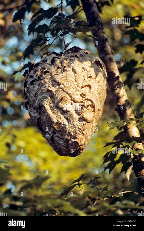 LARGE HORNET NEST Vespula maculifrons IN TREE Stock Photo - Alamy