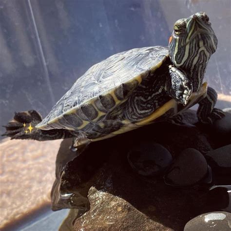 Adult Red Eared Slider Turtle, We have captive-bred Red-eared