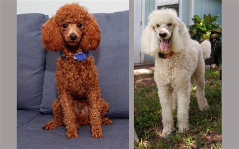 Are Poodles Born With Long Tails