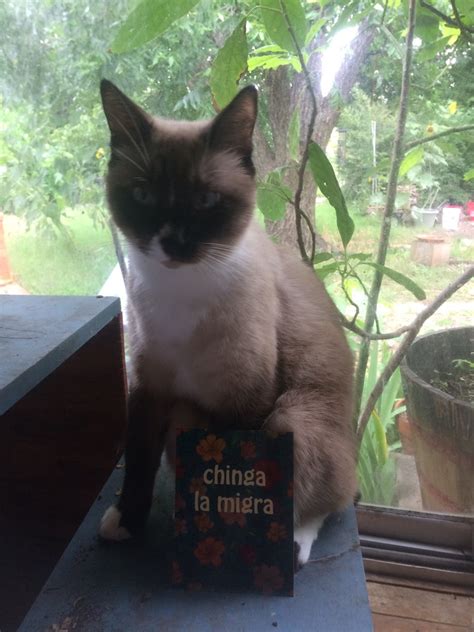 Chinga La Migra Tarjeta Postal Fuck ICE Postcard Abolish ICE Etsy