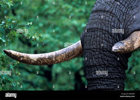 Tusks of African Elephant, Kruger National Park, South Africa Stock Photo - Alamy