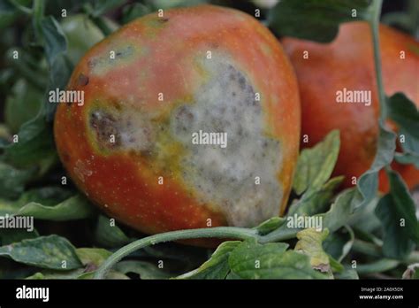 Tomate Phytophthora Infestans Banque De Photographies Et Dimages