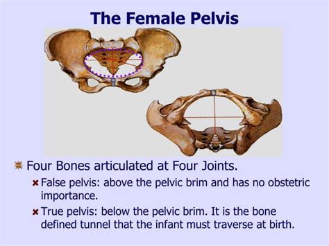 Ppt Obstetric Anatomy Powerpoint Presentation Id3778290