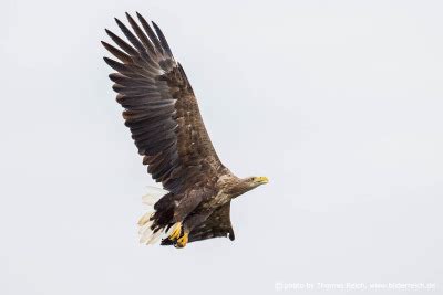 Foto Seeadler Mit Ausgestreckten Fl Geln Thomas Reich Bilderreich