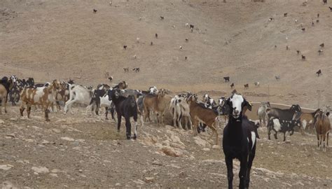 Los ganaderos de Lanzarote reclaman más líneas de ayudas y una mejora